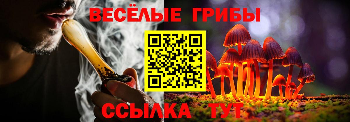 Галлюциногенные грибы Psilocybine cubensis Курчатов